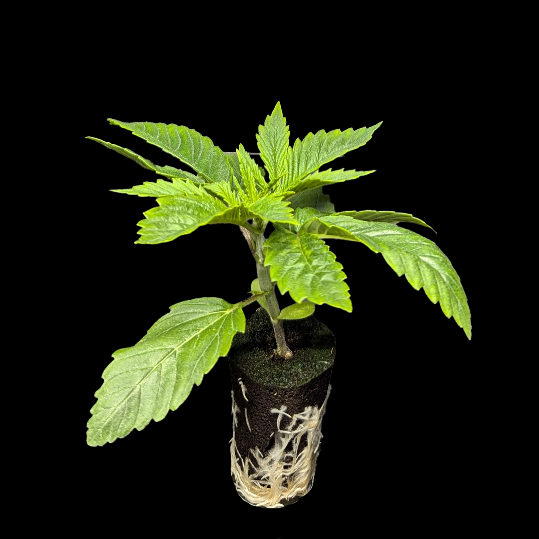 Automatic Sämlinge - Auto Moby Dick - 420 Fast Buds